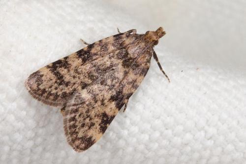Réf. 263 543 : Aglossa brabanti