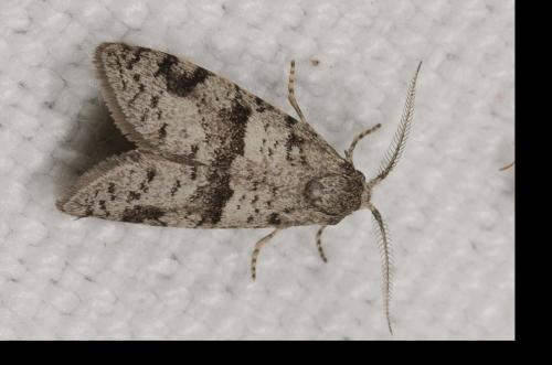Penestoglossa dardoinella