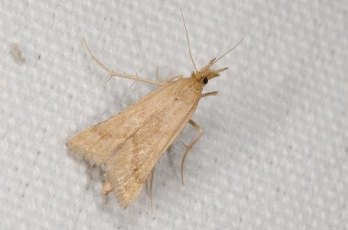 Synaphe punctalis