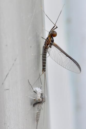Choroterpes picteti