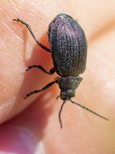 Galeruca pomonae