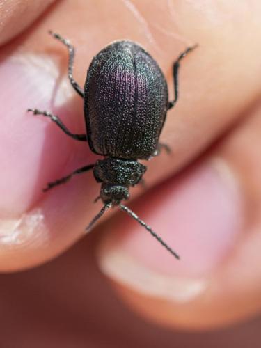 Galeruca pomonae