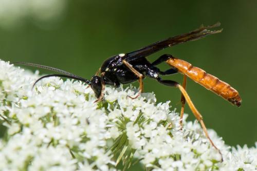 Réf. 263 124 : Amblyjoppa fuscipennis