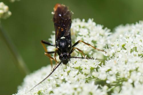Réf. 263 125 : Amblyjoppa fuscipennis