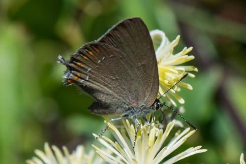 Réf. 263 611 : Satyrium esculi