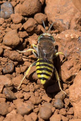 Réf. 263 631 : Bembix tarsata