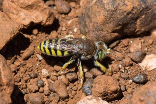 Réf. 263 632 : Bembix tarsata