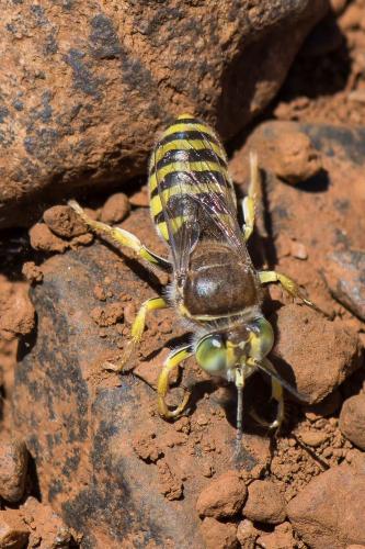 Réf. 263 633 : Bembix tarsata
