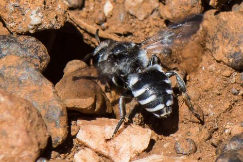 Réf. 263 681 : Ammobatoides scriptus