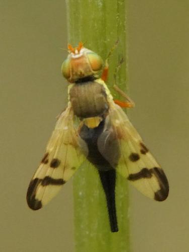 Réf. 263 268 : Urophora stylata