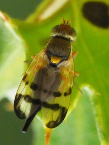 Réf. 263 269 : Urophora stylata