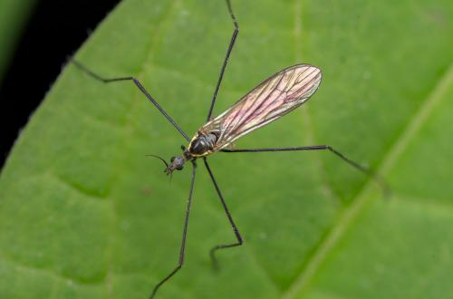 Réf. 263 772 : Ellipteroides lateralis