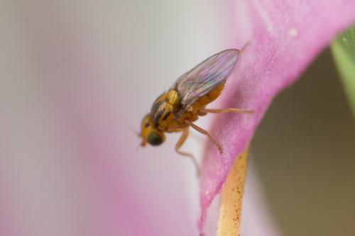 Trachysiphonella sp.
