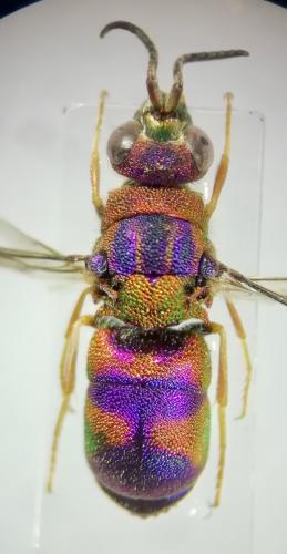 Réf. 263 682 : Euchroeus purpuratus