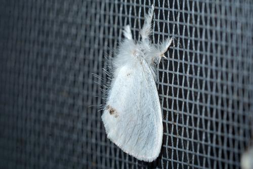Euproctis similis