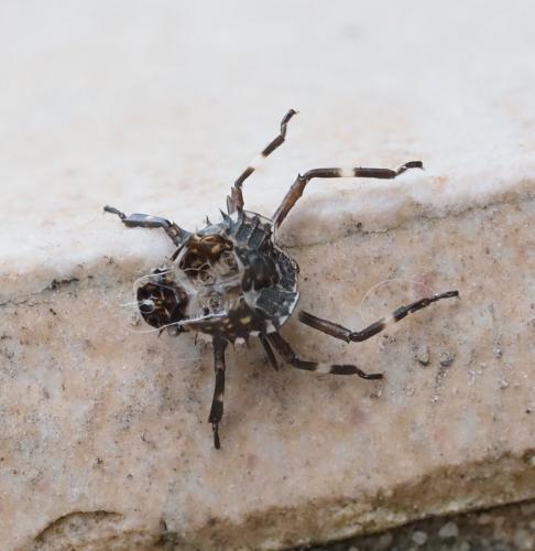 Réf. 263 504 : Halyomorpha halys