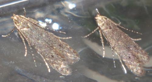 Monochroa sp.
