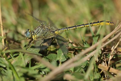 Gomphus pulchellus
