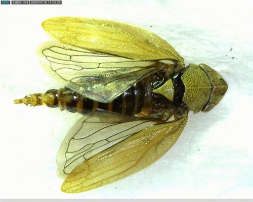 Réf. 263 199 : Aphrophora sp.