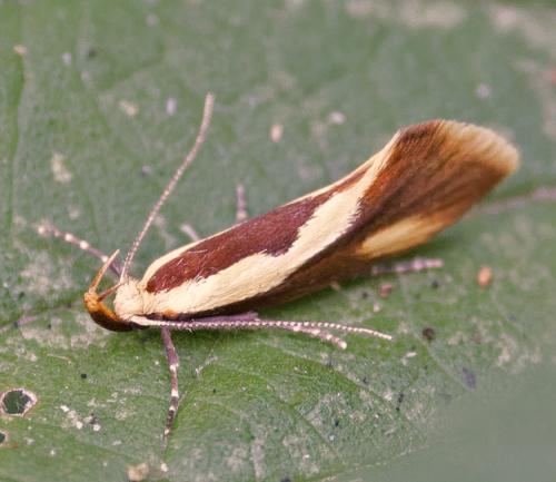 Harpella forficella