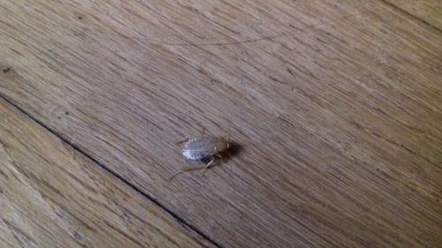 Ectobius sp.