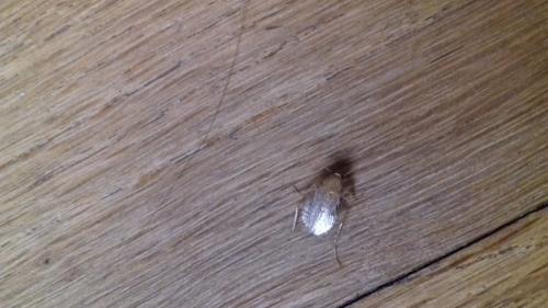 Ectobius sp.