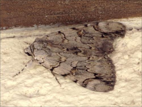 Réf. 263 741 : Catocala electa