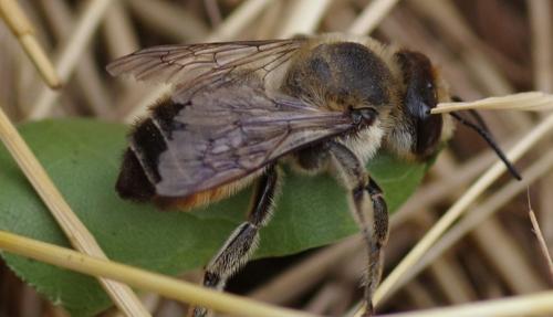 Réf. 263 673 : Megachile maritima