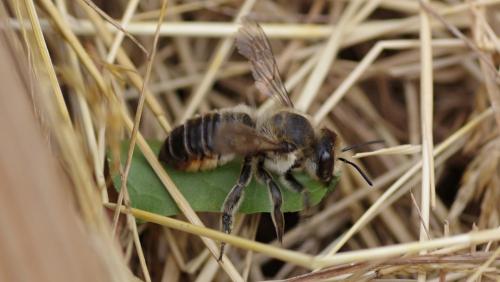 Megachile maritima