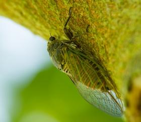 Tibicina haematodes
