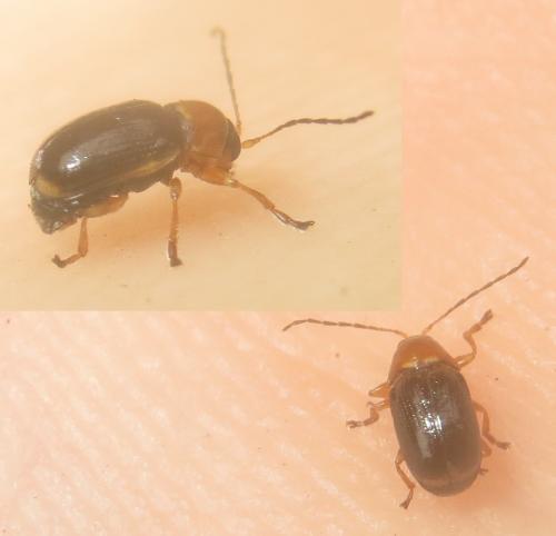 Réf. 263 034 : Cryptocephalus pusillus