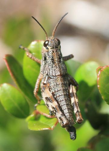 Réf. 263 497 : Podisma pedestris
