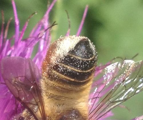Megachile lagopoda