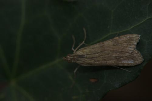 Nomophila noctuella