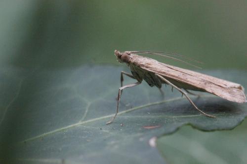 Nomophila noctuella