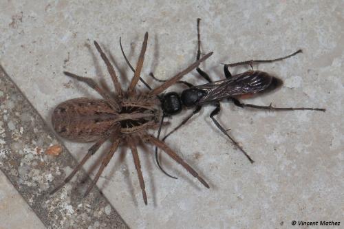 Hogna radiata