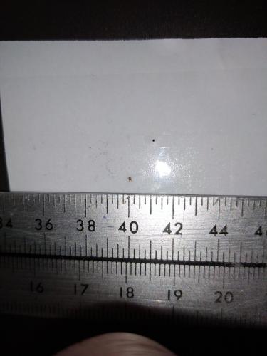 Dermatophagoides pteronyssinus