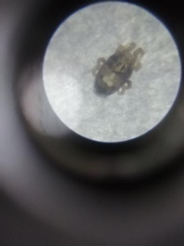 Dermatophagoides pteronyssinus