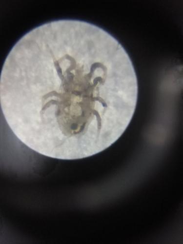 Dermatophagoides pteronyssinus