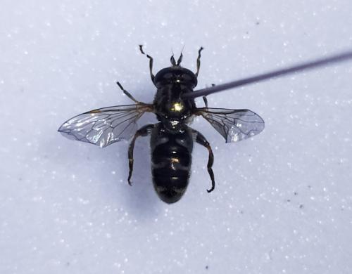 Réf. 263 050 : Eumerus sp.