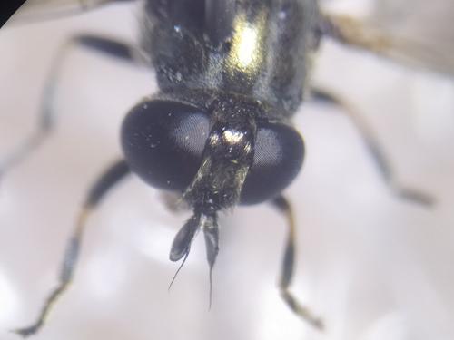 Réf. 263 074 : Eumerus sp.