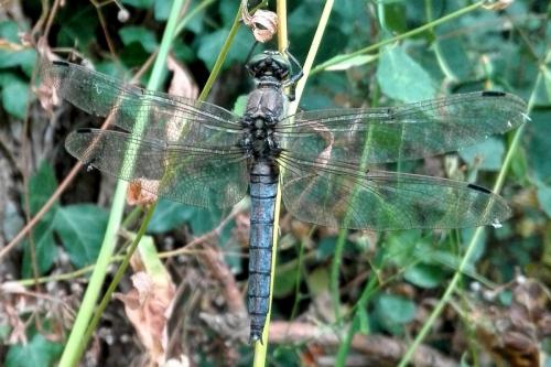Orthetrum cancellatum