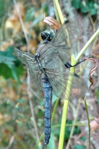Orthetrum cancellatum