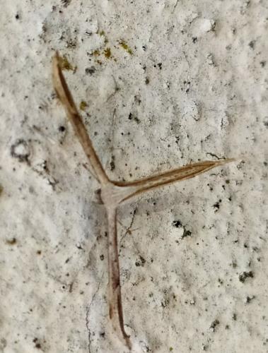Réf. 263 413 : Emmelina monodactyla