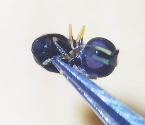 Paragus sp.