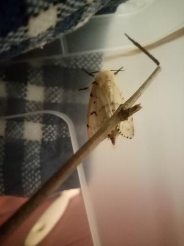 Lymantria dispar