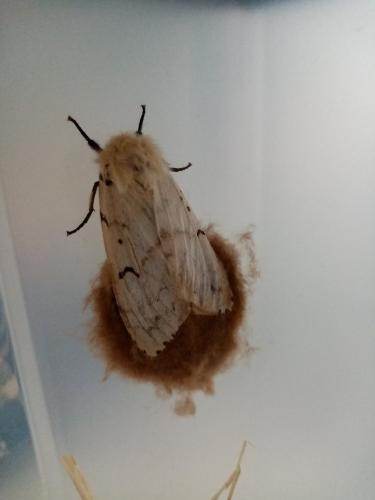 Lymantria dispar