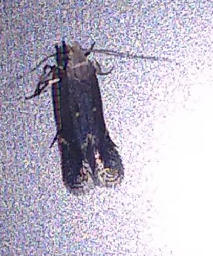 Aproaerema sp.