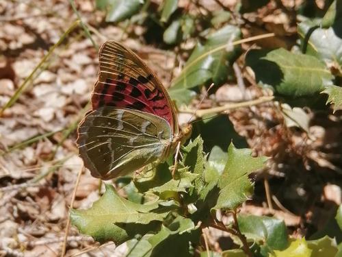 Argynnis pandora