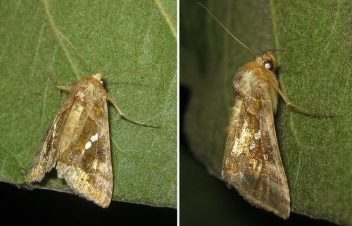 Réf. 263 193 : Chrysodeixis chalcites
